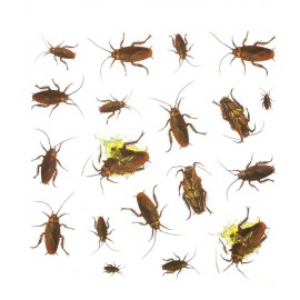 20 Zelfklevende Kakkerlakken Decoratie