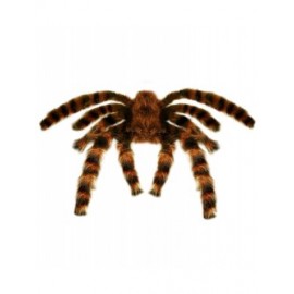 Zwarte Weduwe Spin 90 cm