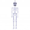 Esqueleto Poliester Blanco 22 X 90 Cm