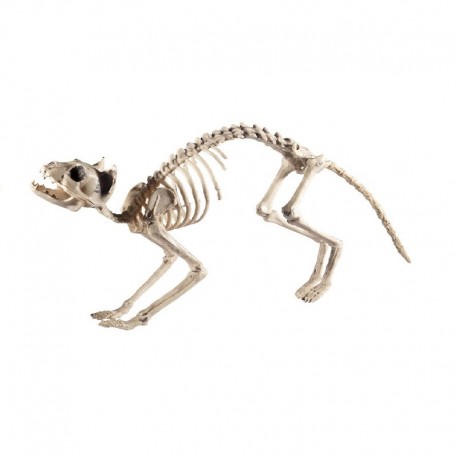 Esqueleto de gato 60 cm